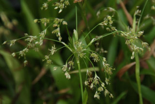 Luzula sylvatica Grote veldbies bestellen